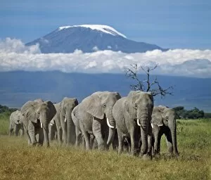 Wild Life Gallery: A herd of elephants with Mount Kilimanjaro in the background
