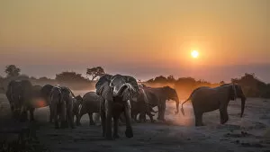 Images Dated 9th September 2016: A herd of elephants near the waterhole in the Savuti area of Chobe National Park