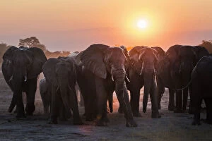 Elephant Gallery: A herd of elephants near the waterhole in the Savuti area of Chobe National Park