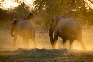 Images Dated 12th October 2017: Herd of elephants at the Okavango Delta, Botswana