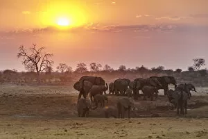 Images Dated 24th February 2017: Herd of elephants at sunset. Kalahari, Namibia