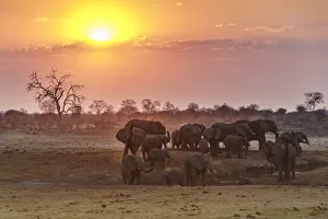 Pride Prints: Herd of elephants at sunset. Kalahari, Namibia
