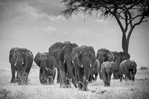 Acacia Gallery: Herd of elephants walking, with acacia tree, Serengeti National Park, Tanzania