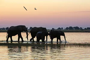 Chobe Prints: A herd of elephants walking along Chobe river shores, along the border between Namibia