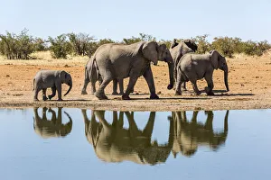 Images Dated 12th October 2017: Herd of elephants at the waterhole, Namibia, Africa
