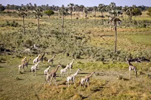 Images Dated 17th June 2020: A herd of Giraffe travels through palm trees, Okavango Delta, Botswana