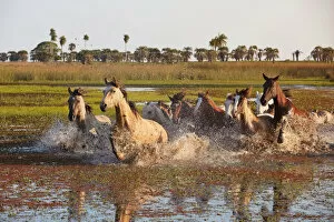 Images Dated 10th January 2022: A herd of horses crosses a lagoon of the Estancia Buena Vista at sunset, Esquina, Corrientes