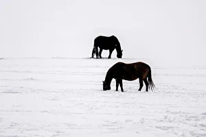 Carvings Prints: A herd of horses, Gardiner, Montana, USA