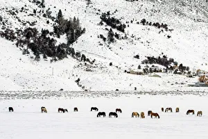 Carvings Prints: A herd of horses, Gardiner, Montana, USA