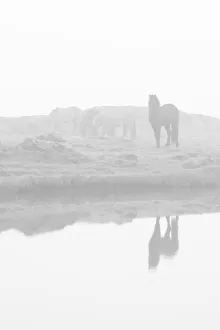 Herd of horses in the mist, Iceland
