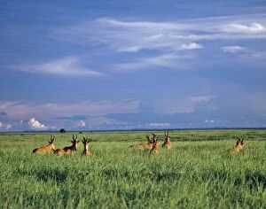 A herd of Lelwels Kongoni, or Hartebeest, in the lush grasslands of Garamba National Park in Northern
