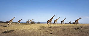 Ruminant Prints: A herd of Masai Giraffe