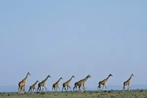 Masai Collection: A herd of Masai giraffe (Giraffa camelopardalis tippelskirchi)