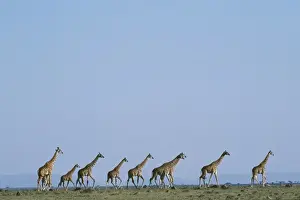 Maasai Prints: A herd of Masai giraffe (Giraffa camelopardalis tippelskirchi)