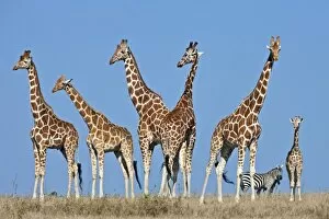 Images Dated 31st January 2011: A herd of Reticulated giraffes with common zebra in the background