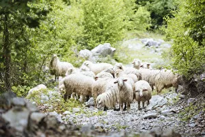 Herd of Sheep on path near Theth, The Accursed Mountains, Albania