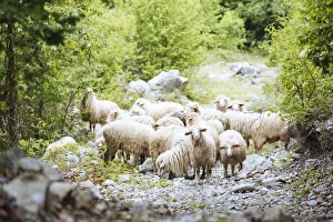 Albanian Prints: Herd of Sheep on path near Theth, The Accursed Mountains, Albania