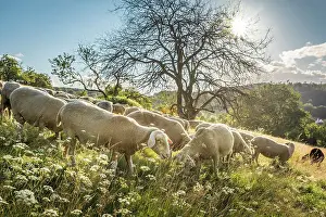 Flower Meadow Prints: Herd of sheep in the Rheingau-Taunus Nature Park near Engenhahn