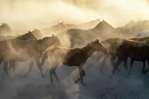Kapadokya Prints: Herd of Yilki horses running in dust at sunset