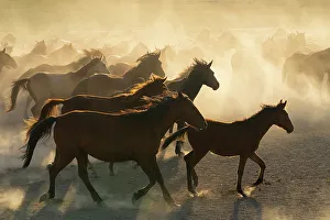 Kapadokya Prints: Herd of Yilki horses running in dust at sunset