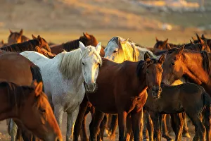 Kapadokya Prints: Herd of Yilki horses at sunset