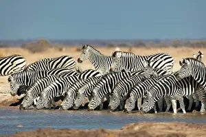 Herd of Zebra drinking at a waterhole, Nxai Pan National Park, Botswana