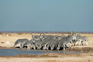 Equus Quagga Prints: Herd of Zebra drinking at a waterhole, Nxai Pan National Park, Botswana