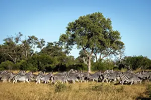 Okavango Prints: A herd of Zebra, Okavango Delta, Botswana