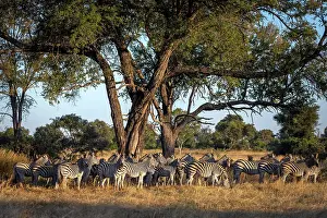 Equus Quagga Prints: A herd of Zebra, Okavango Delta, Botswana