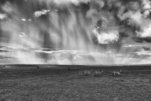 Masai Mara Game Reserve Collection: a herd of zebras in heavy rain crossing the Msai mara plains, Kenya