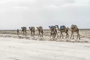 Salt Lake Gallery: Herder with camel caravan passing through salt mines, Danakil Depression, Afar Region
