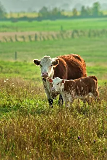 Cattle Prints: Hereford with calf in pasture, Thornton, Ontario, Canada