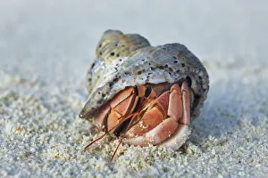 Kunfunadhoo Prints: Hermit crab - Maldives, Baa Atoll, Kunfunadhoo - Soneva Fushi