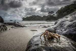 Sand Beach Prints: Hermit crab in Manuel Antonio National Park, Costa Rica