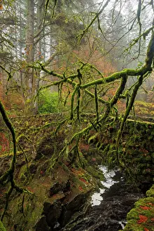 Kinross Prints: Hermitage bridge, Dunkeld, Perth and Kinross, Perthshire, Scotland