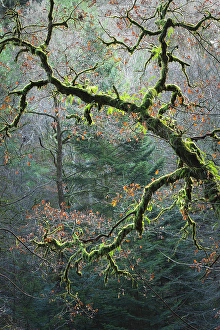 Perthshire Prints: The Hermitage, Dunkeld, Perthshire, Scotland