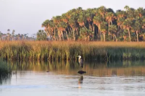 Heron in Chassahowitzka National Wildlife River Refuge, near Spring Hill, Florida, USA