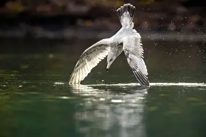 Seabirds Prints: Herring gull (Larus argentatus)- Dive hunting on the Chilko River