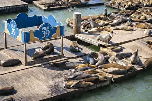 Communication Prints: High angle view of California sea lions relaxing at Pier 39 on sunny day, San Francisco