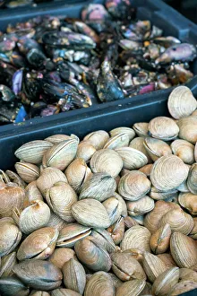 Fresh Gallery: High angle view of fresh clams in crate for sale at market, Caleta Portales, Valparaiso