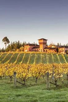 Highfield estate winery and vineyards, Waihopai Valley, Blenheim, Marlborough, South