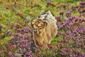 Cattle Prints: Highland cattle calf in heather - United Kingdom, Scotland, Inner Hebrides, Skye, Strath