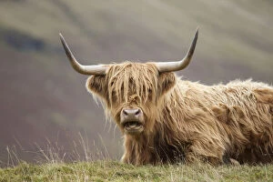 Farming Gallery: Highland Cattle, Glen Nevis, Lochaber, Scotland, UK