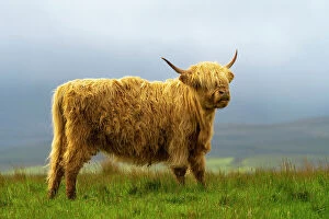 Images Dated 11th August 2022: Highland cattle on grassland, Digg, Isle of Skye, Scottish Highlands, Scotland, UK