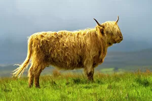 Trending: Highland cattle on grassland, Digg, Isle of Skye, Scottish Highlands, Scotland, UK