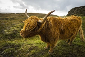 Highland cattle on grassland, near Kilmarie, Isle of Skye, Scotland, United Kingdom
