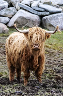 Images Dated 11th January 2017: Highland cattle, Harris, Hebrides, Scotland