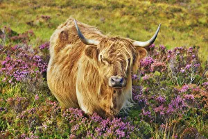 Farm Land Prints: Highland cattle in heather - United Kingdom, Scotland, Inner Hebrides, Skye, Strath