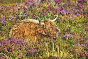 Cattle Prints: Highland cattle in heather - United Kingdom, Scotland, Inner Hebrides, Skye, Strath