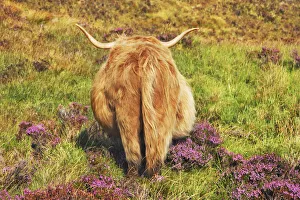 Cattle Prints: Highland cattle in heather - United Kingdom, Scotland, Inner Hebrides, Skye, Strath